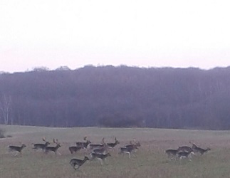 von der Dammheide, Uckermark, Rehe, Landschaft, 2015