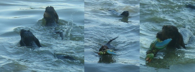 von der Dammheide, Niederrheinausflug, schwimmende Teckel