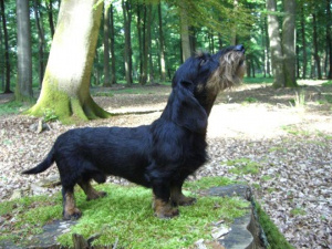 von der Dammheide - Rauhaarteckelzucht mit Onno von Holschendorf