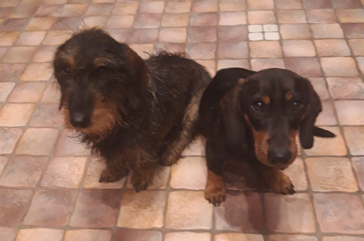 Karl-Findus(rechts) mit seiner Gefährtin Heidi